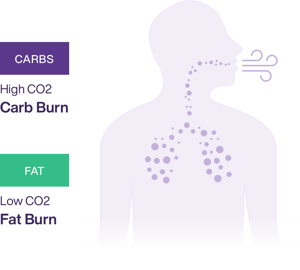 How it works - Metabolism